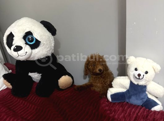 Kahve Saati Şekeriniz Toy Poodle görsel