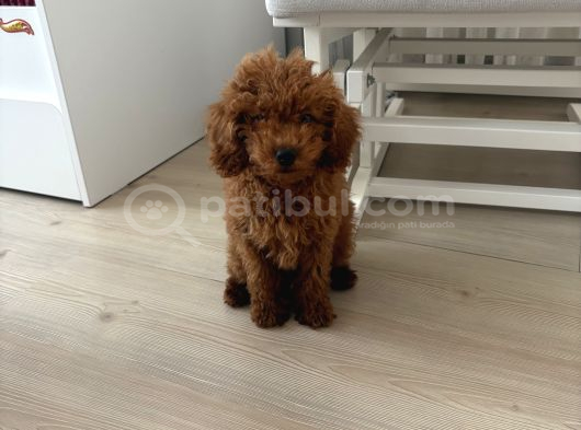 Kahve Saati Şekeriniz Toy Poodle