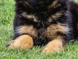 Asil Soy 3 Aylık Alman Çoban Köpeği Dişi A Secereli