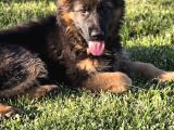 Asil Soy 3 Aylık Alman Çoban Köpeği Dişi A Secereli