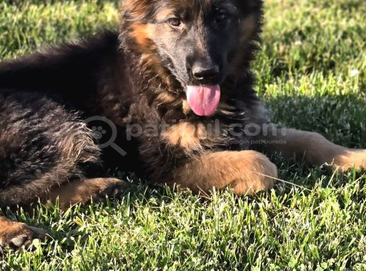 Asil Soy 3 Aylık Alman Çoban Köpeği Dişi A Secereli görsel