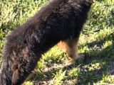 Asil Soy 3 Aylık Alman Çoban Köpeği Dişi A Secereli