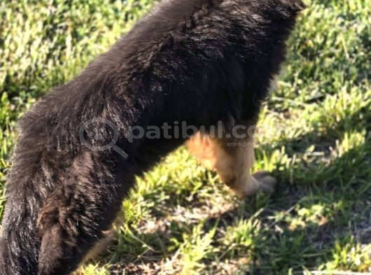 Asil Soy 3 Aylık Alman Çoban Köpeği Dişi A Secereli görsel