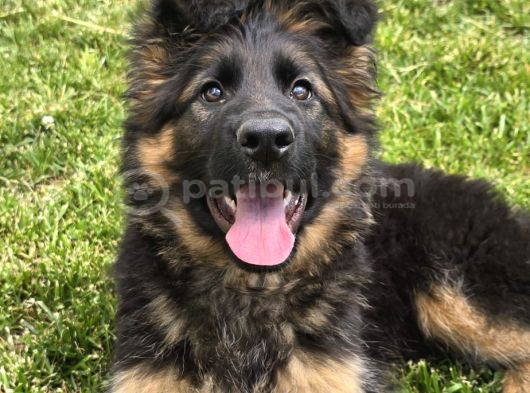 Asil Soy 3 Aylık Alman Çoban Köpeği Dişi A Secereli