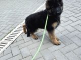 Asil Soy 3 Aylık Alman Çoban Köpeği Dişi A Secereli