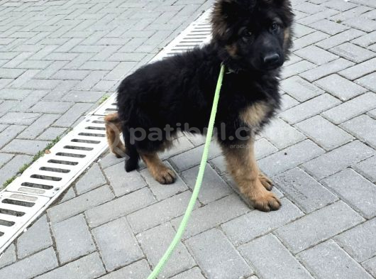 Asil Soy 3 Aylık Alman Çoban Köpeği Dişi A Secereli görsel