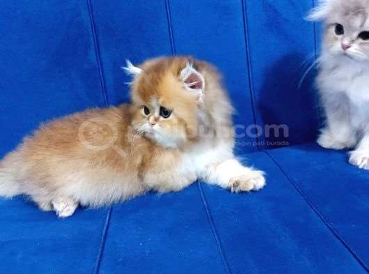 Irkının En Güzelinden British Longhair Yavrularımız görsel