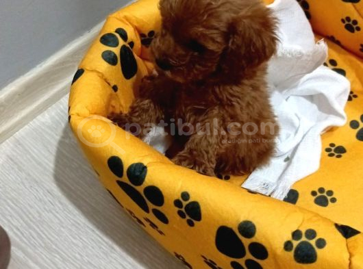 Poodle Yavrularımız Yeni Yuvasını Arıyor görsel
