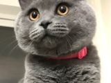 Tosun Paşaya Di̇şi̇ Eş Ariyoruz