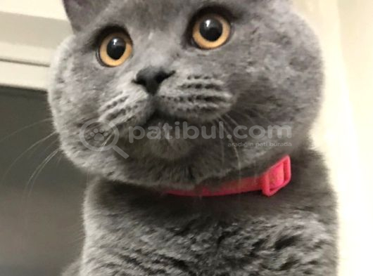 Tosun Paşaya Di̇şi̇ Eş Ariyoruz