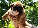 Üst Düzey İngi̇li̇z Buldog Yavrular