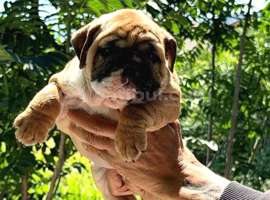Üst Düzey İngi̇li̇z Buldog Yavrular görsel