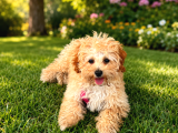 Sevimli Oyuncu Maltipoo Yavrusu