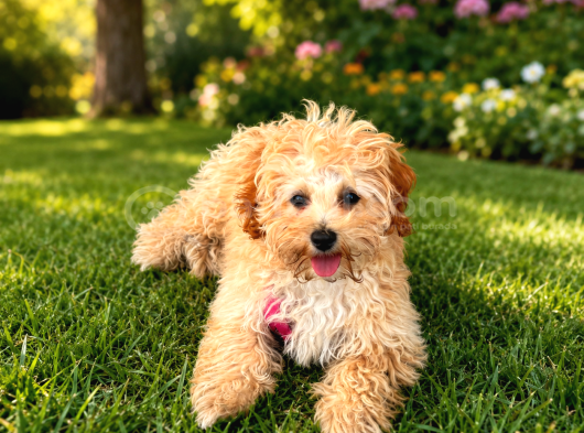 Sevimli Oyuncu Maltipoo Yavrusu