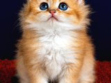 Altuni British longhair Golden Yavru