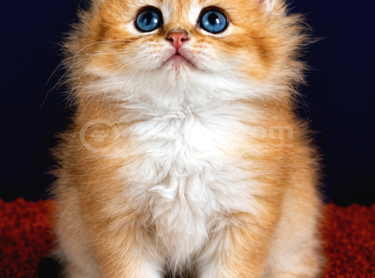 Altuni British Longhair Golden Yavru görsel