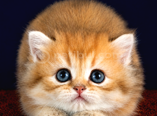 Altuni British Longhair Golden Yavru görsel