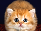 Altuni British Longhair Golden Yavru