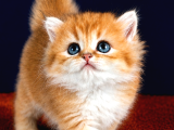 Altuni British Longhair Golden Yavru