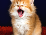 Altuni British Longhair Golden Yavru
