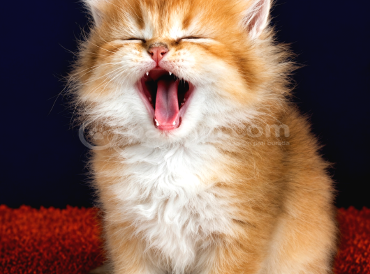 Altuni British Longhair Golden Yavru görsel