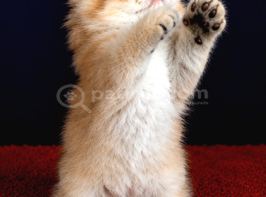 Altuni British Longhair Golden Yavru görsel
