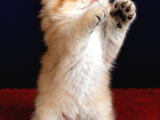 Altuni British Longhair Golden Yavru