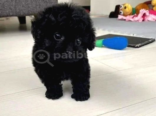 Siyah Ve Red Brown Toy Poodle 2 Aylık Yavrular Pet Eğitimli görsel