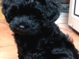Siyah Ve Red Brown Toy Poodle 2 Aylık Yavrular Pet Eğitimli