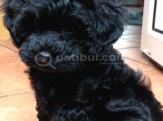 Siyah Ve Red Brown Toy Poodle 2 Aylık Yavrular Pet Eğitimli görsel