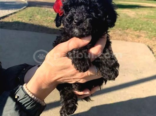 Siyah Ve Red Brown Toy Poodle 2 Aylık Yavrular Pet Eğitimli görsel