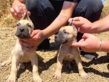 Devasa El Presa Canari̇o Puppi̇es