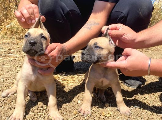 Devasa El Presa Canari̇o Puppi̇es görsel