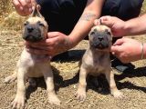 DEVASA EL PRESA CANARİO PUPPİES