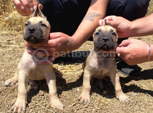Devasa El Presa Canari̇o Puppi̇es