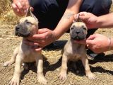 Devasa El Presa Canari̇o Puppi̇es