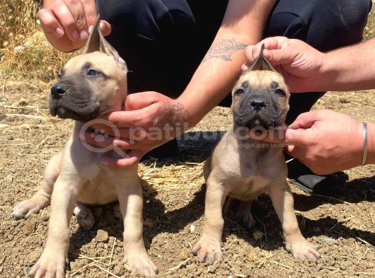 Devasa El Presa Canari̇o Puppi̇es görsel