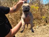 Devasa El Presa Canari̇o Puppi̇es