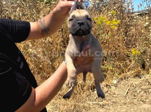 Devasa El Presa Canari̇o Puppi̇es görsel