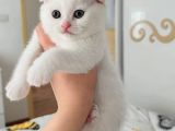 Evinize neşe katacak güzelik