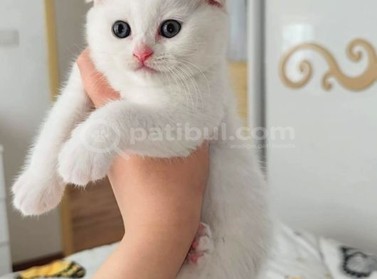 Evinize Neşe Katacak Güzelik
