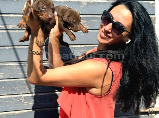 Efsane Doberman Yavrularım Sağlık Ve Irk Garantili görsel