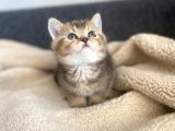 Tabby Yavrularımız Yeni Sahiplerini Arıyor Sarı - Siyah Efsane Renkler