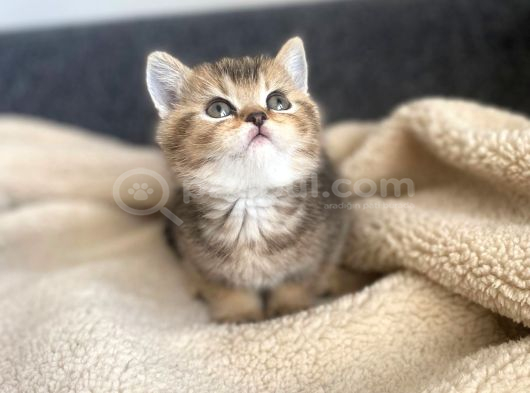 Tabby Yavrularımız Yeni Sahiplerini Arıyor Sarı - Siyah Efsane Renkler görsel