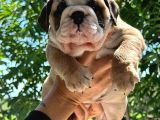 ÜST DÜZEY İNGİLİZ BULDOG YAVRULAR