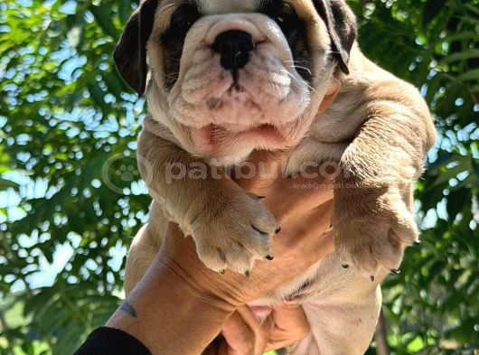 Üst Düzey İngi̇li̇z Buldog Yavrular