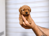 En Özelinden Toy poodle yavrumuz