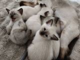 2 Aylık safkan siyam yavruları Antalya