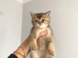 Tabby Yavrularımız Yeni Sahiplerini Arıyor Sarı - Siyah Efsane Renkler