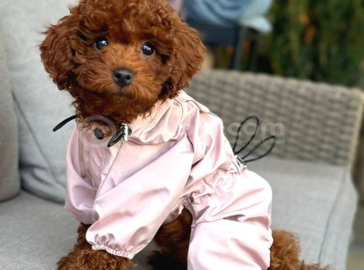 Toy Poodle Sevi̇mli̇ Yavrular Ev Üreti̇mi̇ görsel